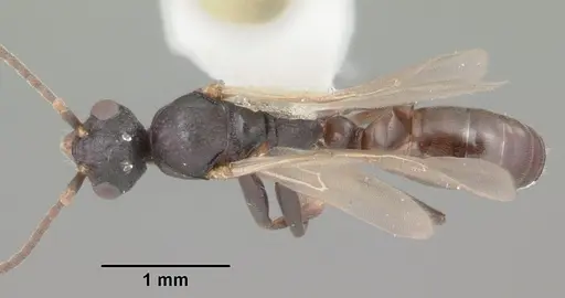 Dolichoderus pustulatus specimen CASENT0103853 image casent0103853_1