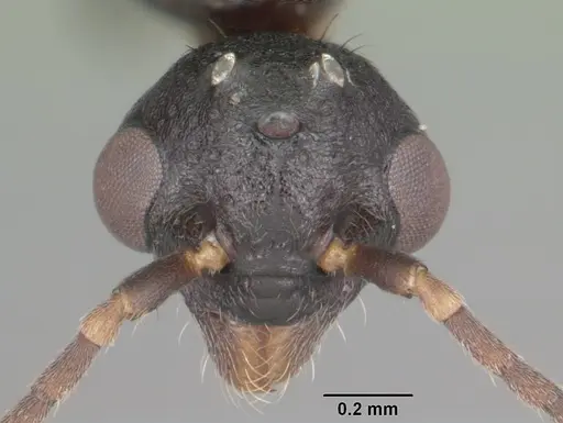 Dolichoderus pustulatus specimen CASENT0103853 image casent0103853_2