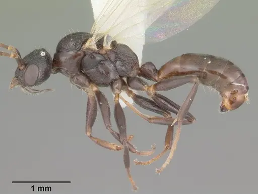 Dolichoderus pustulatus specimen CASENT0103853 image casent0103853_3