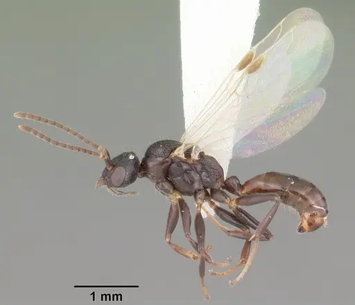 Dolichoderus pustulatus specimen CASENT0103853 image casent0103853_4