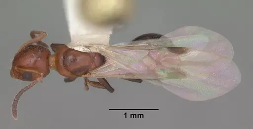 Dolichoderus pustulatus specimen CASENT0103854 image casent0103854_1
