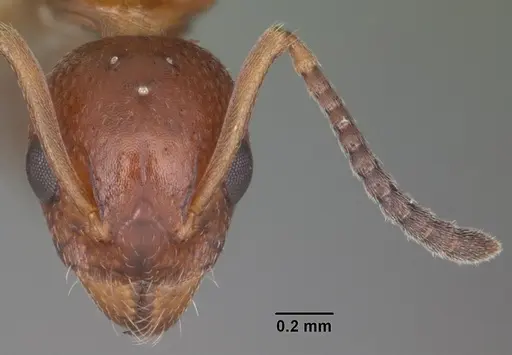 Dolichoderus pustulatus specimen CASENT0103854 image casent0103854_2