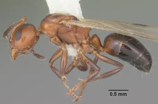 Dolichoderus pustulatus specimen CASENT0103854 image casent0103854_3