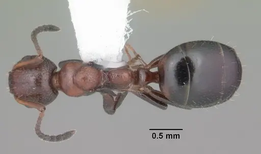 Dolichoderus pustulatus specimen CASENT0103855 image casent0103855_1