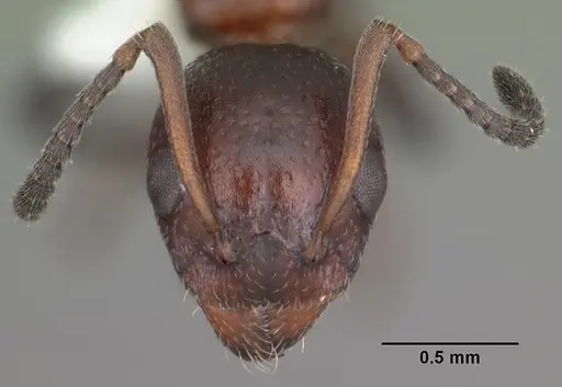 Dolichoderus pustulatus specimen CASENT0103855 image casent0103855_2
