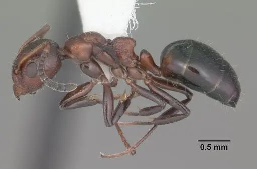 Dolichoderus pustulatus specimen CASENT0103855 image casent0103855_3