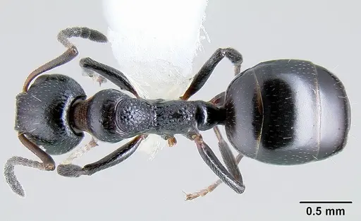 Dolichoderus pustulatus specimen CASENT0106164 image casent0106164_1