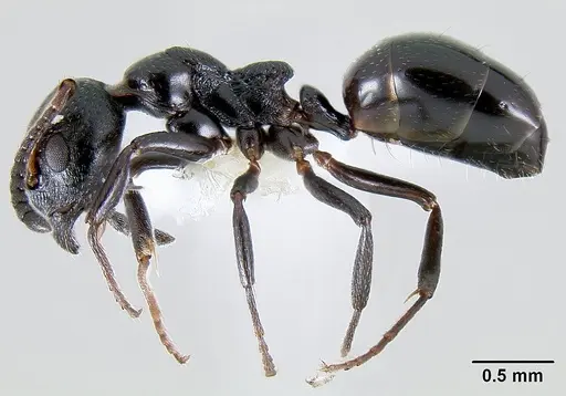Dolichoderus pustulatus specimen CASENT0106164 image casent0106164_3