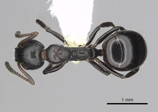 Dolichoderus pustulatus specimen CASENT0249577 image casent0249577_1