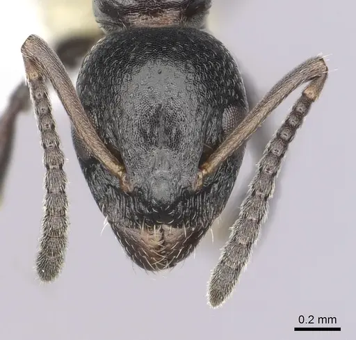 Dolichoderus pustulatus specimen CASENT0249577 image casent0249577_2