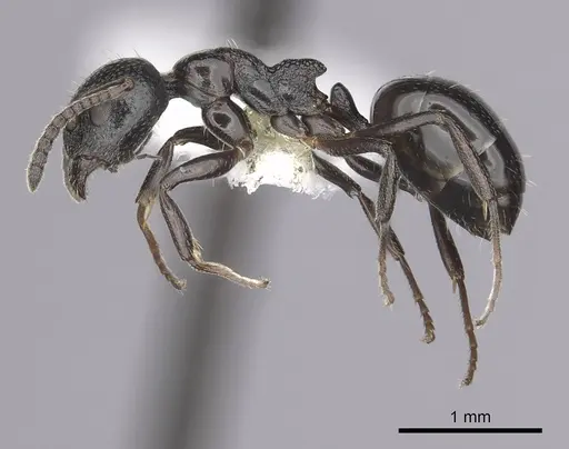 Dolichoderus pustulatus specimen CASENT0249577 image casent0249577_3