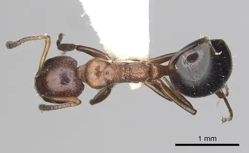 Dolichoderus pustulatus specimen CASENT0249578 image casent0249578_1