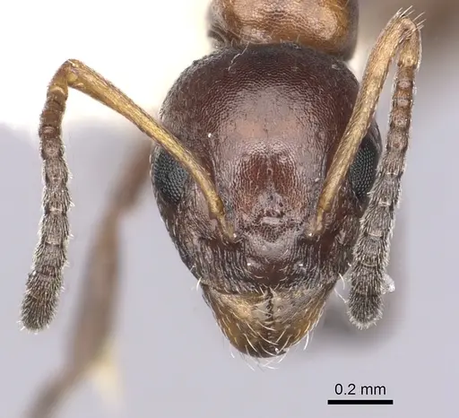 Dolichoderus pustulatus specimen CASENT0249578 image casent0249578_2