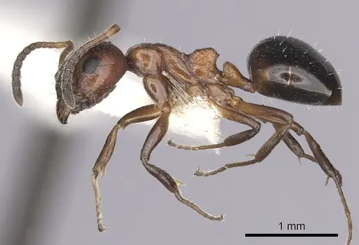 Dolichoderus pustulatus specimen CASENT0249578 image casent0249578_3
