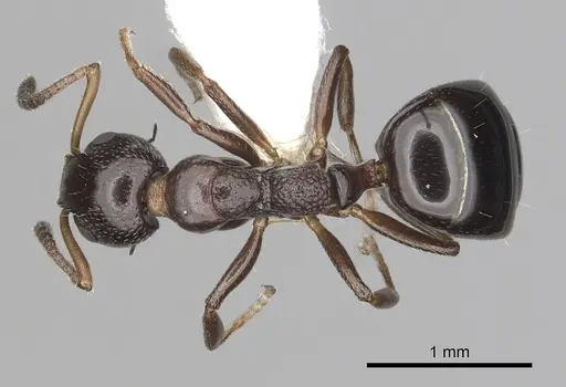 Dolichoderus pustulatus specimen CASENT0249579 image casent0249579_1
