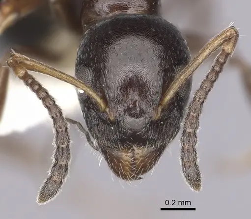 Dolichoderus pustulatus specimen CASENT0249579 image casent0249579_2