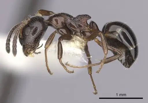 Dolichoderus pustulatus specimen CASENT0249579 image casent0249579_3