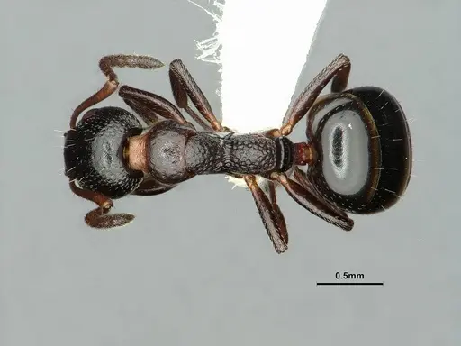 Dolichoderus pustulatus specimen CASENT0886073 image casent0886073_1