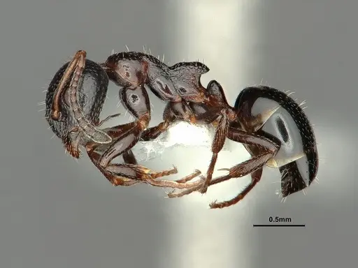 Dolichoderus pustulatus specimen CASENT0886073 image casent0886073_3