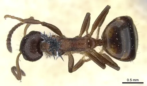 Dolichoderus pustulatus specimen CASENT0902960 image casent0902960_1