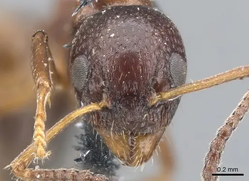 Dolichoderus pustulatus specimen CASENT0902960 image casent0902960_2