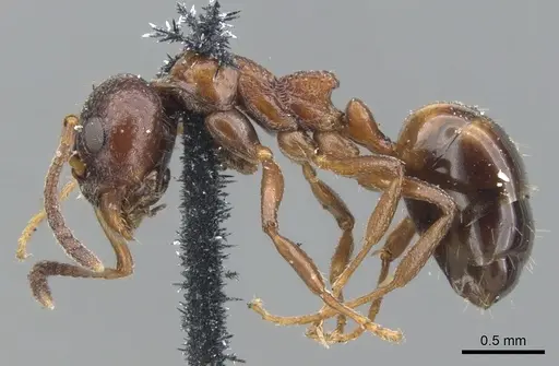 Dolichoderus pustulatus specimen CASENT0902960 image casent0902960_3