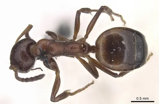 Dolichoderus pustulatus specimen CASENT0915564 image casent0915564_1