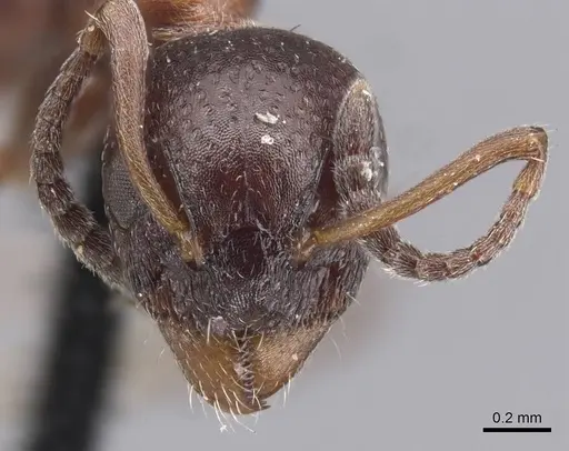 Dolichoderus pustulatus specimen CASENT0915564 image casent0915564_2