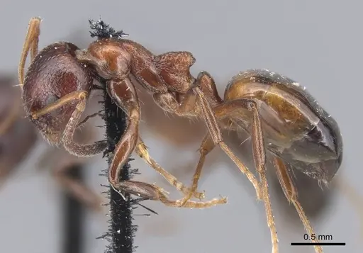 Dolichoderus pustulatus specimen CASENT0915564 image casent0915564_3