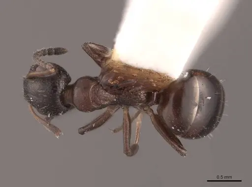 Dolichoderus pustulatus specimen FMNHINS0000045072 image fmnhins0000045072_1
