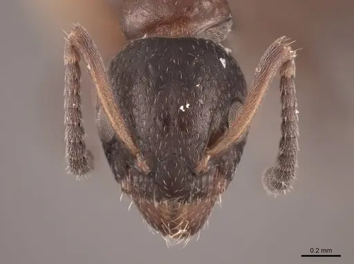 Dolichoderus pustulatus specimen FMNHINS0000045072 image fmnhins0000045072_2