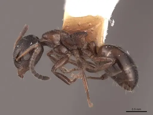 Dolichoderus pustulatus specimen FMNHINS0000045072 image fmnhins0000045072_3