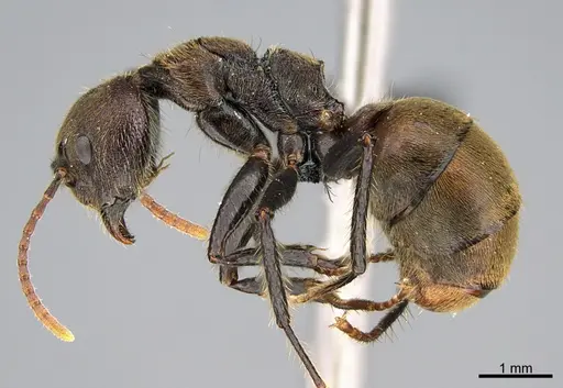 Dolichoderus quadridenticulatus specimen CASENT0191024 image casent0191024_1