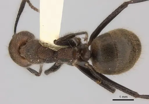 Dolichoderus quadridenticulatus specimen CASENT0217400 image casent0217400_1