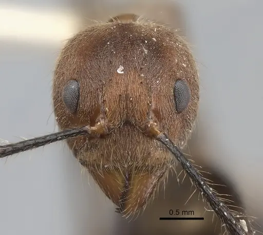 Dolichoderus quadridenticulatus specimen CASENT0217400 image casent0217400_2