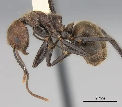 Dolichoderus quadridenticulatus specimen CASENT0217400 image casent0217400_3