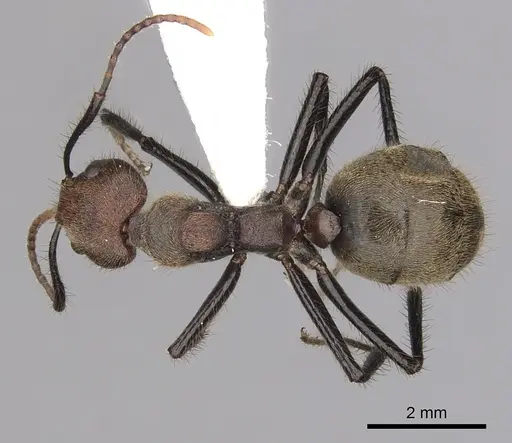 Dolichoderus quadridenticulatus specimen CASENT0249637 image casent0249637_1