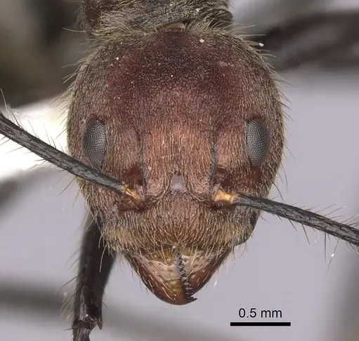 Dolichoderus quadridenticulatus specimen CASENT0249637 image casent0249637_2