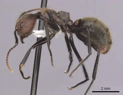 Dolichoderus quadridenticulatus specimen CASENT0249637 image casent0249637_3