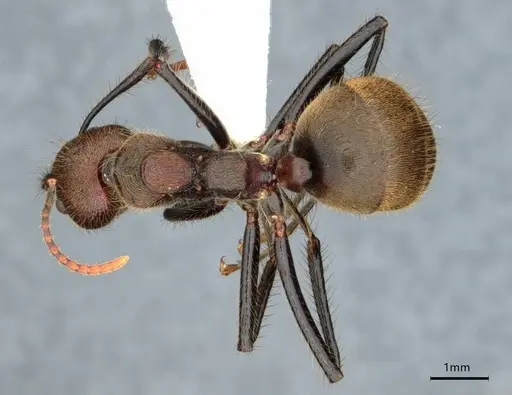 Dolichoderus quadridenticulatus specimen CASENT0886020 image casent0886020_1
