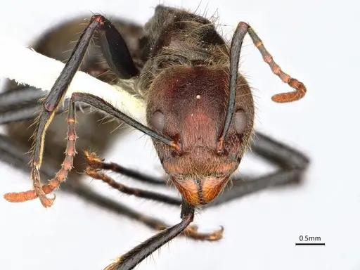 Dolichoderus quadridenticulatus specimen CASENT0886020 image casent0886020_2