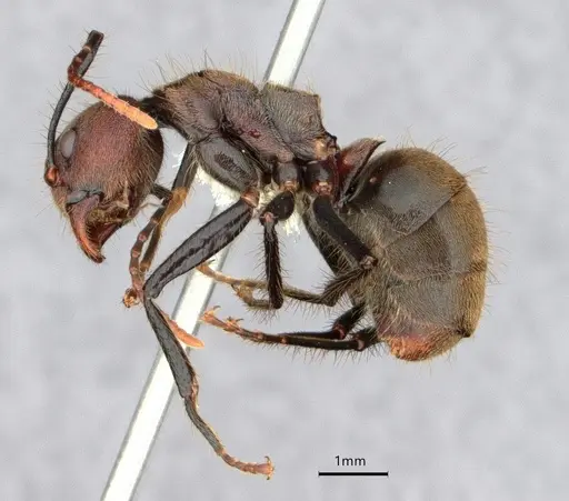 Dolichoderus quadridenticulatus specimen CASENT0886020 image casent0886020_3