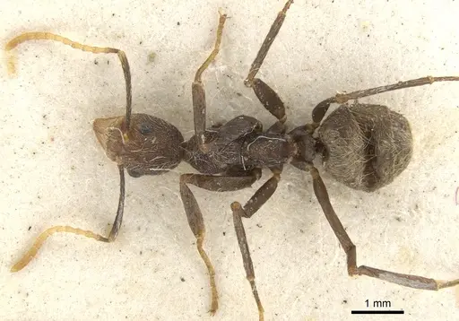 Dolichoderus quadridenticulatus specimen CASENT0902945 image casent0902945_1
