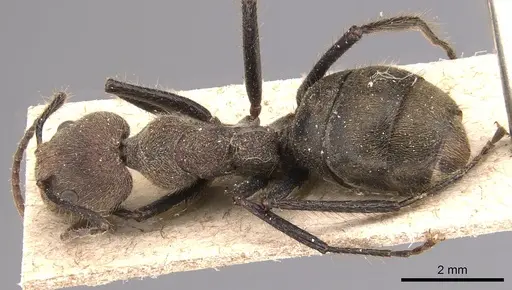Dolichoderus quadridenticulatus specimen CASENT0905027 image casent0905027_1