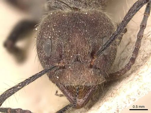 Dolichoderus quadridenticulatus specimen CASENT0905027 image casent0905027_2