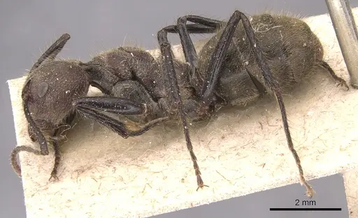 Dolichoderus quadridenticulatus specimen CASENT0905027 image casent0905027_3
