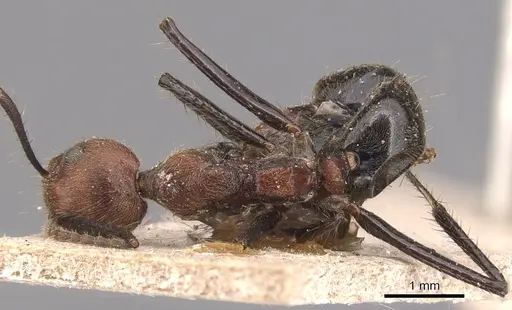 Dolichoderus quadridenticulatus specimen CASENT0905029 image casent0905029_1