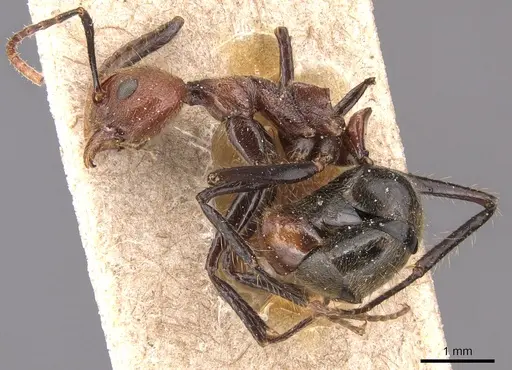 Dolichoderus quadridenticulatus specimen CASENT0905029 image casent0905029_3
