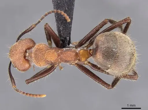 Dolichoderus quadridenticulatus specimen CASENT0909468 image casent0909468_1