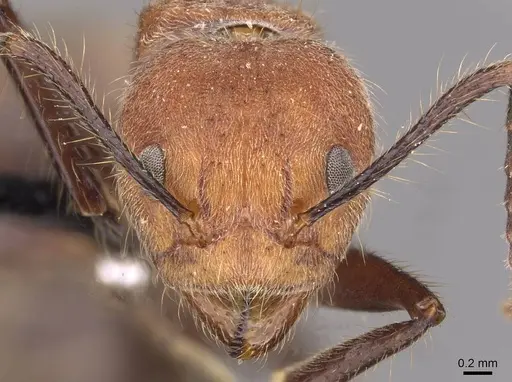 Dolichoderus quadridenticulatus specimen CASENT0909468 image casent0909468_2